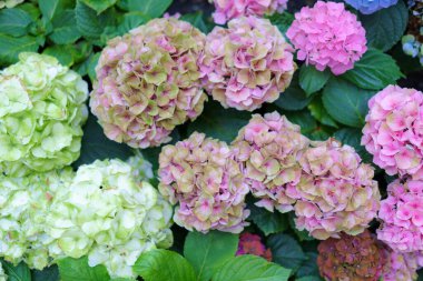 Hydrangea makrophylla parlak pembe çiçekli kafa yakın plan. Hortensiya pembe çiçeği. Fransız ortanca çiçeği bitkisi.