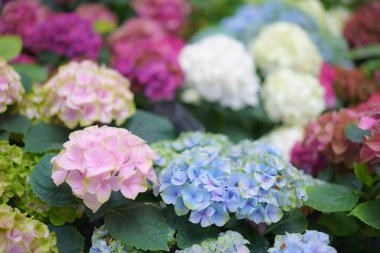 Hydrangea makrophylla parlak mor çiçekli kafa yakın plan. Hortensiya mor çiçeği. Fransız ortanca çiçeği bitkisi.