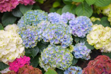 Hydrangea makrophylla parlak mor çiçekli kafa yakın plan. Hortensiya mor çiçeği. Fransız ortanca çiçeği bitkisi.