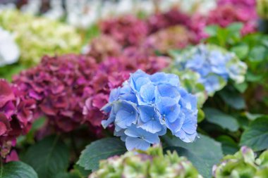 Hydrangea makrophylla parlak mor çiçekli kafa yakın plan. Hortensiya mor çiçeği. Fransız ortanca çiçeği bitkisi.