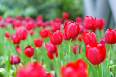 Bahçedeki bir lalenin çiçeklerinin farklı renkleri ve renkleri bahçedeki renkli lale çiçeğinin arka planına karışır.