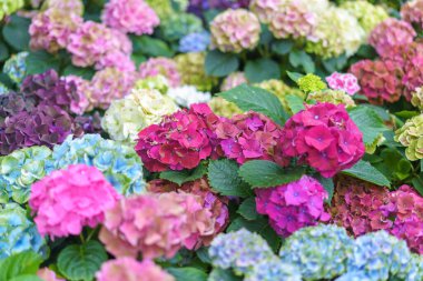 Hydrangea makrophylla parlak mor çiçekli kafa yakın plan. Hortensiya mor çiçeği. Fransız ortanca çiçeği bitkisi.
