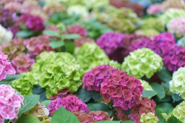 Hydrangea makrophylla parlak mor çiçekli kafa yakın plan. Hortensiya mor çiçeği. Fransız ortanca çiçeği bitkisi.