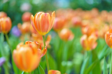Bahçedeki bir lalenin çiçeklerinin farklı renkleri ve renkleri bahçedeki renkli lale çiçeğinin arka planına karışır.