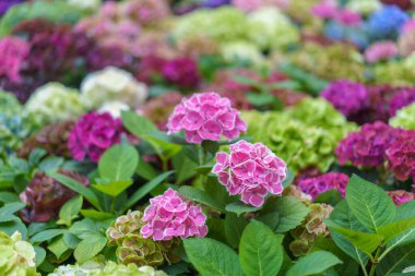 Hydrangea makrophylla parlak mor çiçekli kafa yakın plan. Hortensiya mor çiçeği. Fransız ortanca çiçeği bitkisi.
