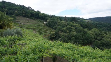 Ribeira Sacra 'daki üzüm bağı manzarası, Galiçya, İspanya