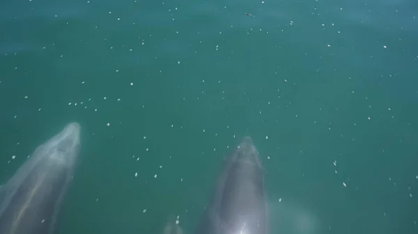 Delfine Schwimmen Neben Einem Boot Der Balandra Bay Paz Baja — Stockfoto