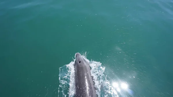 Delfines Nadando Junto Bote Bahía Balandra Paz Baja California México — Foto de Stock