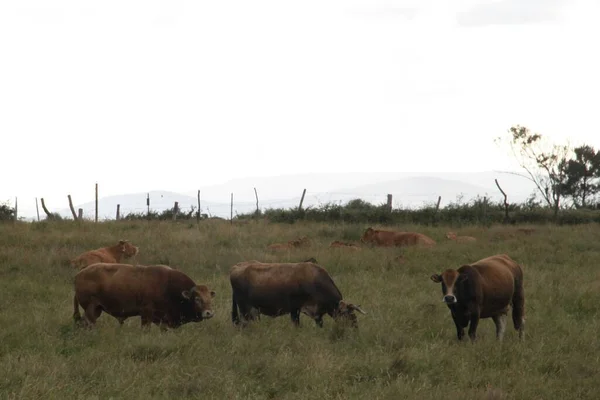 Vache Dans Une Prairie Lugo Galice — Photo