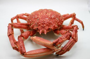 cooked spider crab on white background clipart