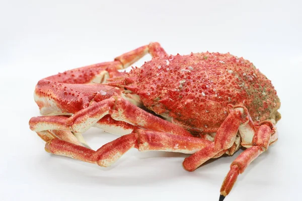 cooked spider crab on white background
