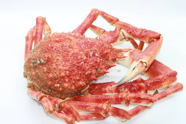 Cooked Spider Crab White Background — Stock Photo, Image