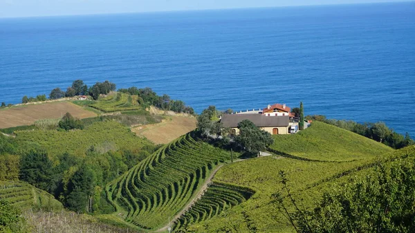 Paisagem Vinhas Getaria Gipuzkoa País Basco Espanha — Fotografia de Stock
