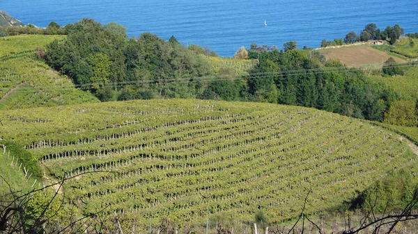 Landscape Vineyards Getaria Gipuzkoa Basque Country Spain — стокове фото