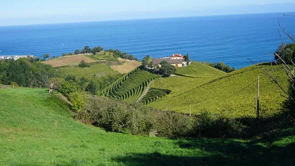 Paisagem Vinhas Getaria Gipuzkoa País Basco Espanha — Fotografia de Stock