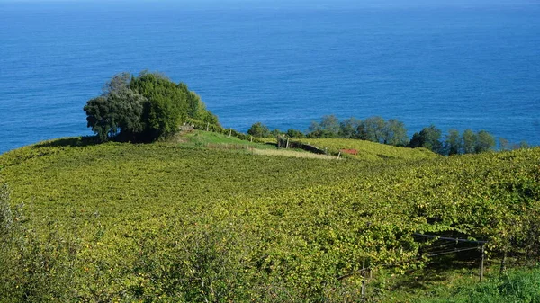 Landscape Vineyards Getaria Gipuzkoa Basque Country Spain — стокове фото