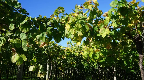 Landscape Vineyards Getaria Gipuzkoa Basque Country Spain — Stock Photo, Image