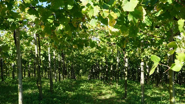 Landscape Vineyards Getaria Gipuzkoa Basque Country Spain — Stock Photo, Image