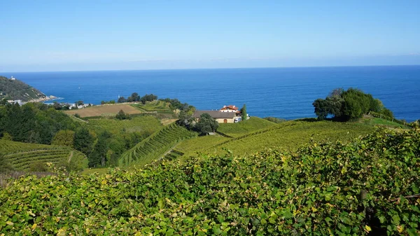 Krajobraz Winnic Getaria Gipuzkoa Kraj Basków Hiszpania — Zdjęcie stockowe