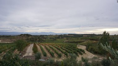 La Rioja 'daki üzüm bağlarının manzarası