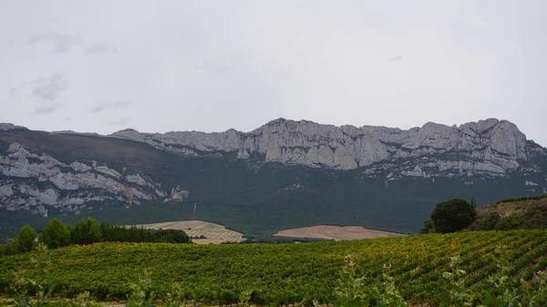 Krajina Vinic Rioja — Stock fotografie