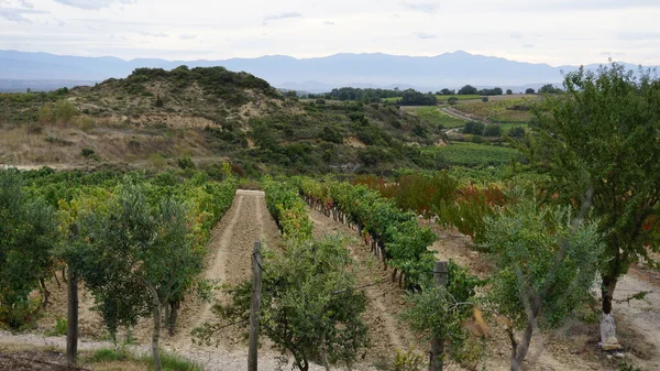 Rioja Daki Üzüm Bağlarının Manzarası — Stok fotoğraf