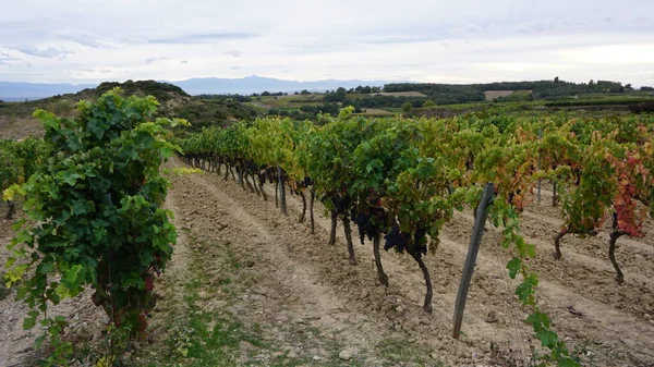 Landschaft Der Weinberge Rioja — Stockfoto