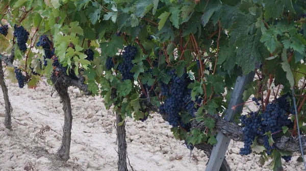 Paysage Des Vignobles Rioja — Photo