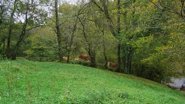 Krajobraz Wiejski Kraju Basków Jesienią — Zdjęcie stockowe