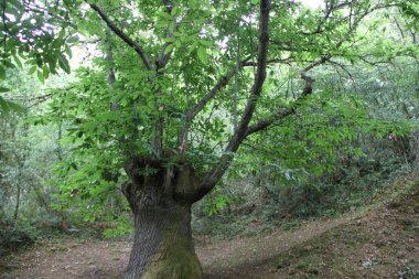 Las Medulas 'taki kestane ormanı, Leon.