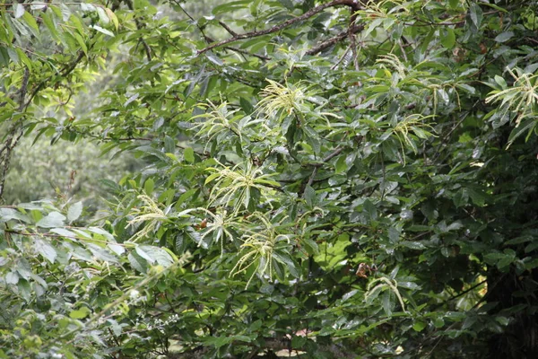 メドゥラスの栗の森 レオン — ストック写真