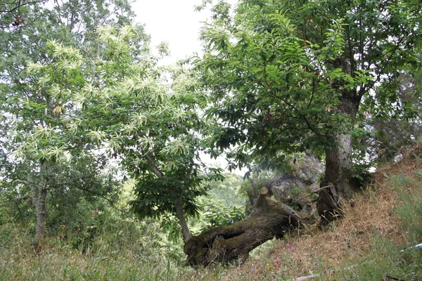 Chestnut Forest Las Medulas Leon — Stock Photo, Image