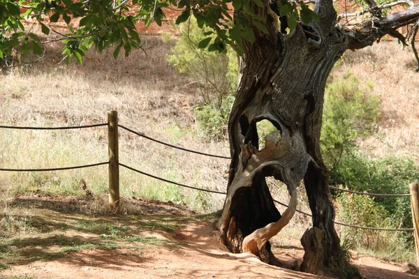 stock image chestnut forest in Las Medulas, Leon