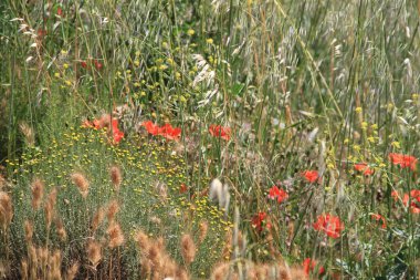 Castilla 'nın mısır gevreği tarlalarında kırmızı gelincikler