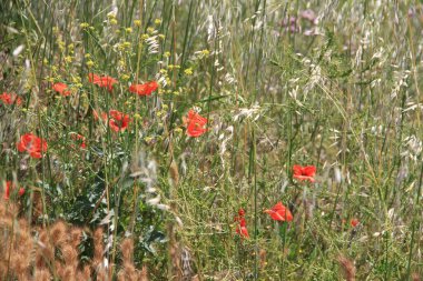 Castilla 'nın mısır gevreği tarlalarında kırmızı gelincikler