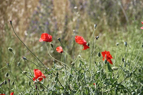 卡斯蒂利亚麦田里的红罂粟 — 图库照片