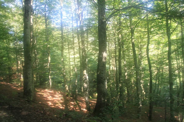 Krajobraz Górski Gipuzkoa Kraj Basków — Zdjęcie stockowe