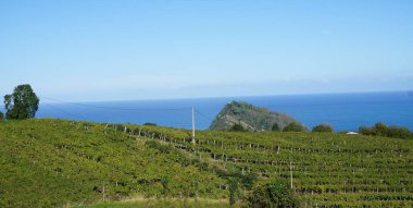 Getaria, Gipuzkoa, Basque Country, November, 19, 2022: Landscape of Vineyards in Getaria, Basque Country