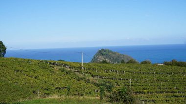 Getaria, Gipuzkoa, Basque Country, November, 19, 2022: Landscape of Vineyards in Getaria, Basque Country