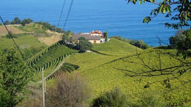 Getaria, Gipuzkoa, Basque Country, November, 19, 2022: Landscape of Vineyards in Getaria, Basque Country