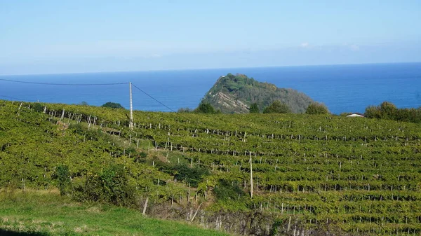 Getaria, Gipuzkoa, Basque Country, November, 19, 2022: Landscape of Vineyards in Getaria, Basque Country