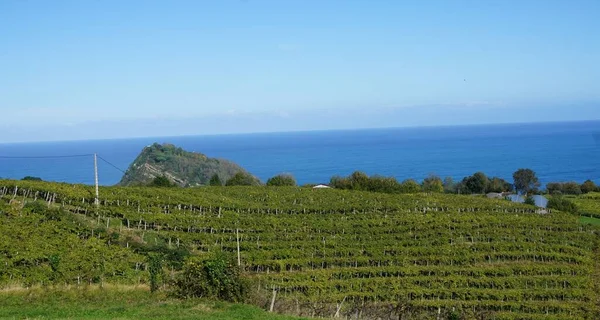 Getaria, Gipuzkoa, Basque Country, November, 19, 2022: Landscape of Vineyards in Getaria, Basque Country