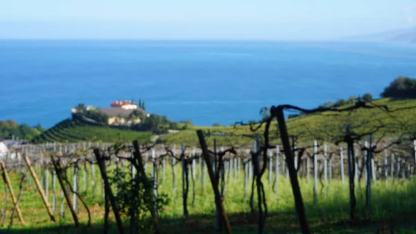 Getaria, Gipuzkoa, Basque Country, November, 19, 2022: Landscape of Vineyards in Getaria, Basque Country