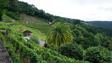 Galiçya, İspanya 'daki Ribeira Sacra' nın yeşil manzarası