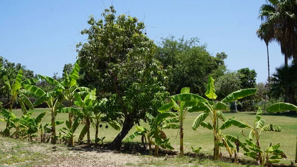 Banana trees in a plan of Los Cabos in Baja California del Sur Mexico
