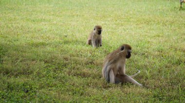 Kenya 'daki Amboseli pansiyonunda maymunlar