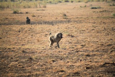Kenya 'daki Amboseli Milli Parkı' nda babunlar