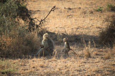 Kenya 'daki Amboseli Milli Parkı' nda babunlar