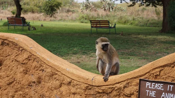 肯尼亚Amboseli一家小屋里的猴子 — 图库照片