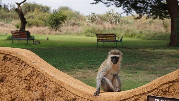 肯尼亚Amboseli一家小屋里的猴子 — 图库照片